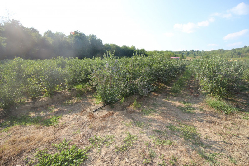 Plantatie afine, 5.2 ha, certificata Global GAP, Poienari-Arges, zona superba